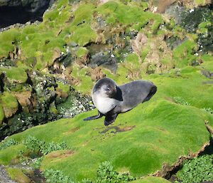 Fur seal on rock covered with Colobanthus moss