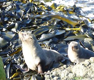 Fur seals in bull kelp