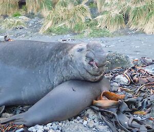 male and female elephant seal at Secluded Beach