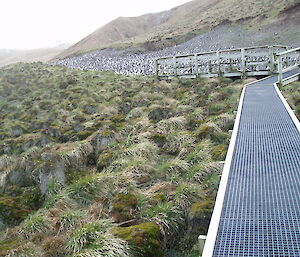 Sandy Bay royal penguin colony tourist viewing platform in October 2014