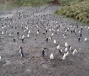 male royal penguins