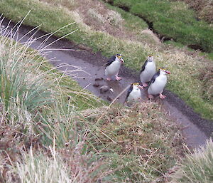 Royal penguins walking up their well trodden walkway