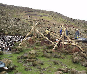 Sandy Bay royal penguin colony tourist viewing platform under construction in 2010