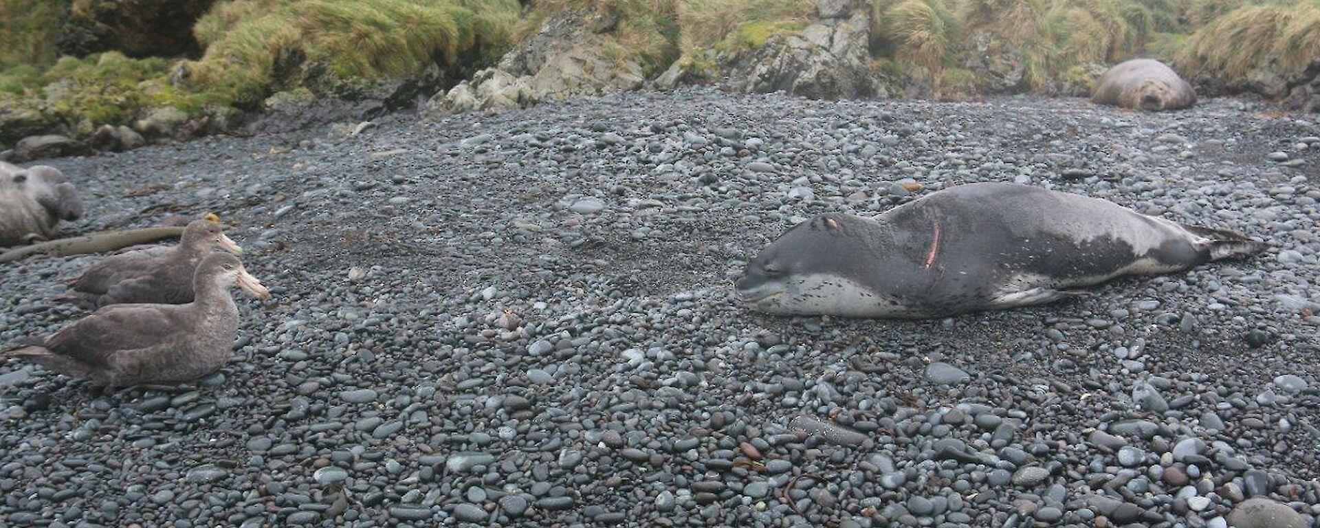 A young leopard seal and two giant petrels