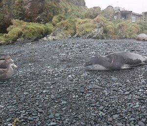 A young leopard seal and two giant petrels