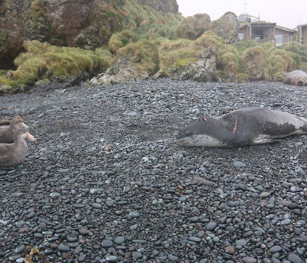 A young leopard seal and two giant petrels