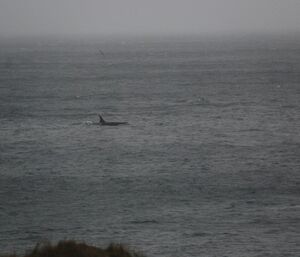 Orca at Hurd Point