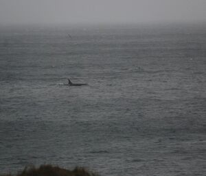 Orca at Hurd Point