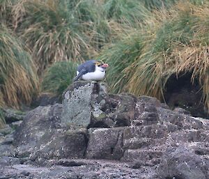 Royal penguin on top of a stack of rocks at Hurd Point colony