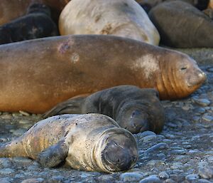 Elephant seal and plump pups close to weaning at a month old
