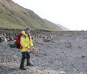 Benny and royal penguins