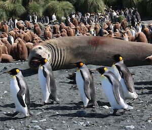 Elephant seal and king penguins at Green Gorge