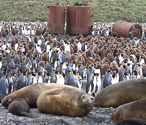 King penguins and historic digesters at Lusitania Bay