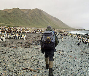 TASPAWS wildlife ranger Mike on the beach at Lusitania Bay with king penguins
