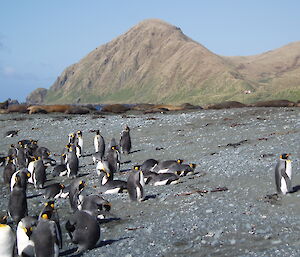 Seal harem and king penguins near Brother’s Point, hut in distance