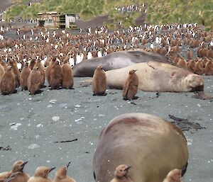 Elephant seals and king penguin chicks, Sandy Bay