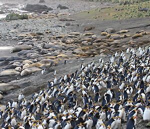 Elephant seals and royal penguins on the beach at Hurd Point