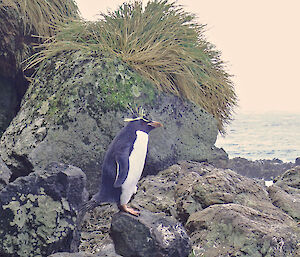 rockhopper penguin