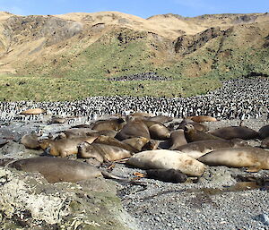 Elephant seals and royal penguins at Waterfall Bay