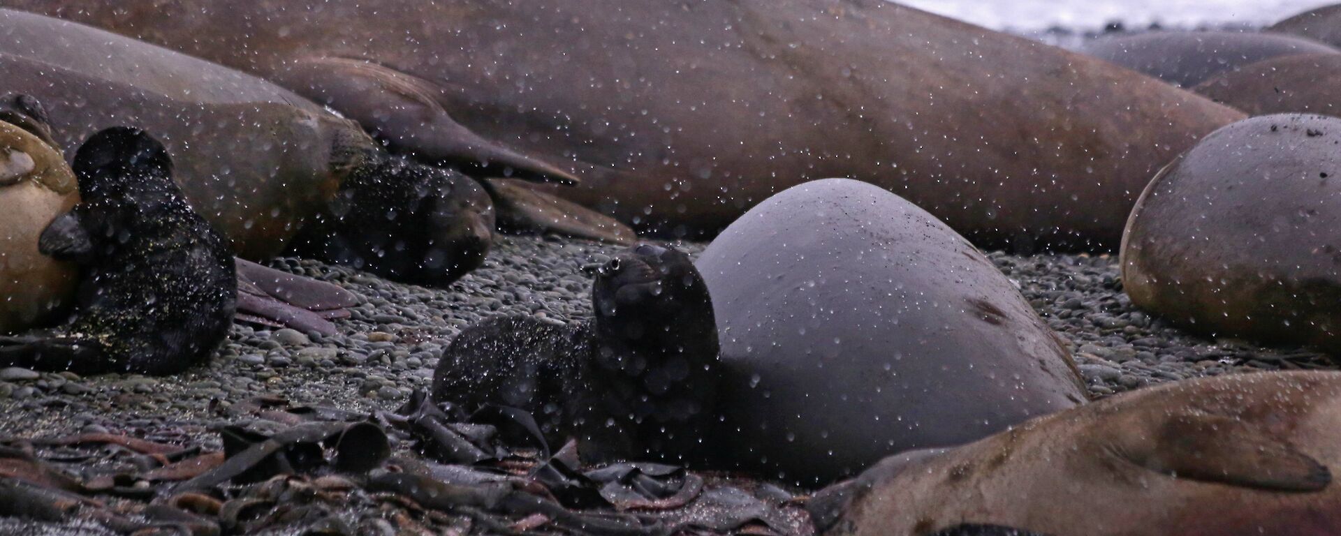 Elephant seal pup and mum in a hailstorm