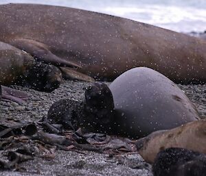 Elephant seal pup and mum in a hailstorm
