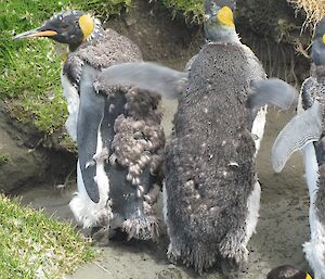 Moulting king penguins