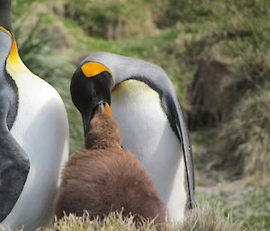 King penguin chick getting a feed