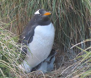 Gentoo penguin with chicks