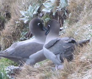 Light mantled sooty albatross courting pair