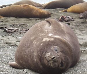 Plump elephant seal weaner