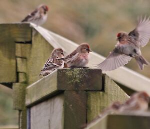 Elusive and shy redpoll finches