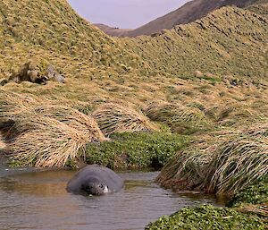 Weaner elephant seal teaching itself to swim