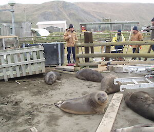 Seal weaners trying to get into enclosure