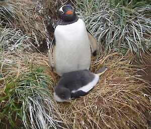 Gentoo penguin chicks