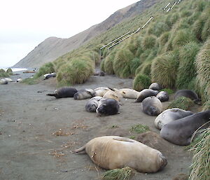 Plump elephant seal weaners obstructing the razorback steps