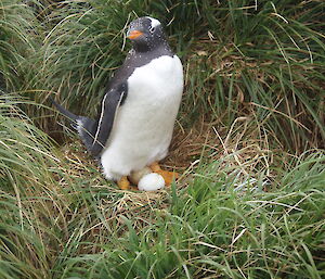 Gentoo penguin with late eggs