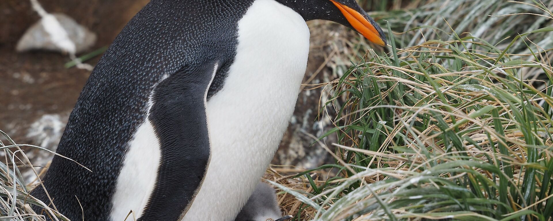 Gentoo penguin with a chick