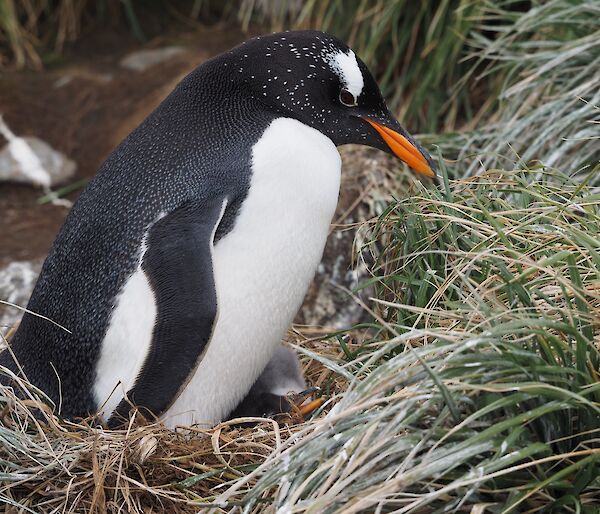 Gentoo penguin with a chick