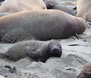 Elephant seal pup