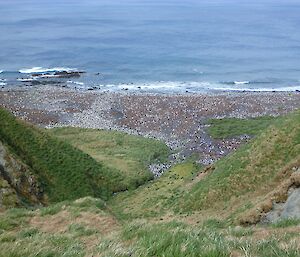 King penguin colony at Lusitania Bay