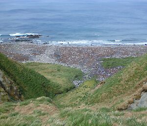 King penguin colony at Lusitania Bay