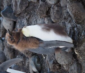 King penguin teenager