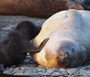 Elephant seal pup dinner time