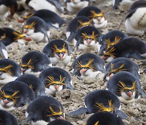Snoozing royal penguins