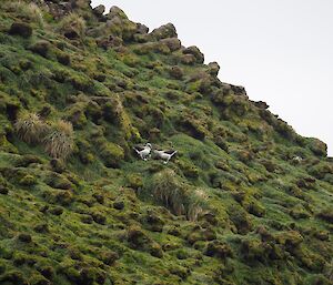 Grey-headed albatross