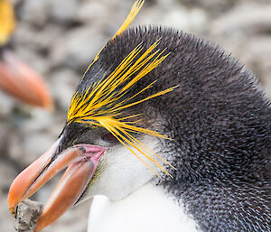 Profile of a royal penguin with a rock in its beak