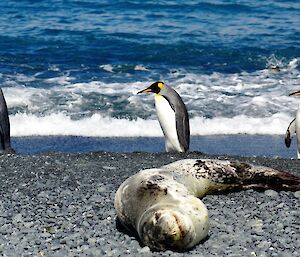 Three king penguins walk behind an oblivious leopard seal