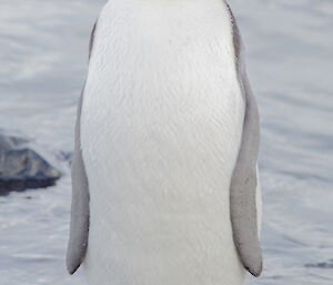 A sole king penguin stands on a rock