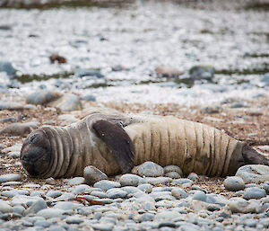 Weaner elephant seal at Finch’s creek