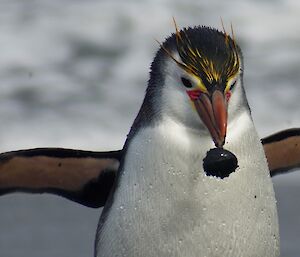 A royal penguin photographed just as a rock falls from its beak